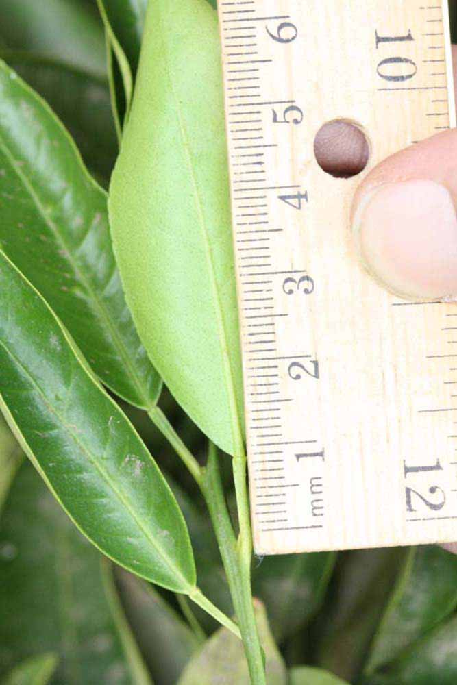              Unifoliolate leaf (Riverside, CA)       